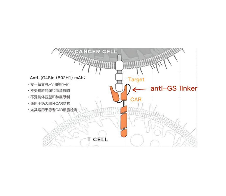 合佑生 Anti-G4Slinker CAR阳性率检测新工具